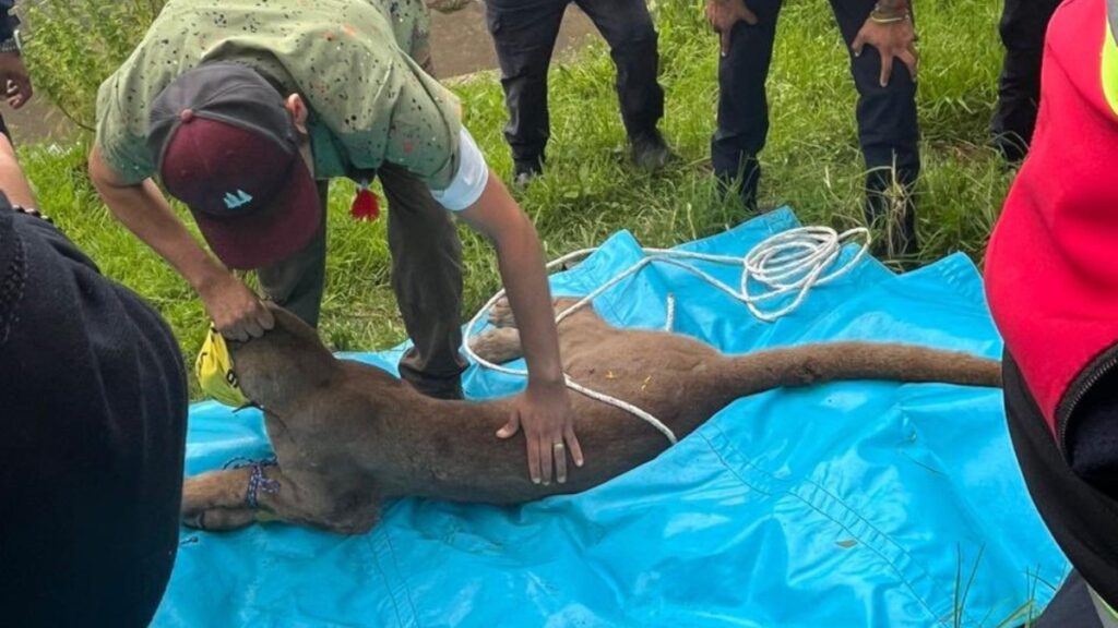 Muere por complicaciones de salud puma rescatado en Pátzcuaro, Michoacán