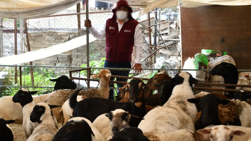 Reparten en Ixtapan de la Sal ganado y materiales de construcción asegurados en operativo antiextorsión