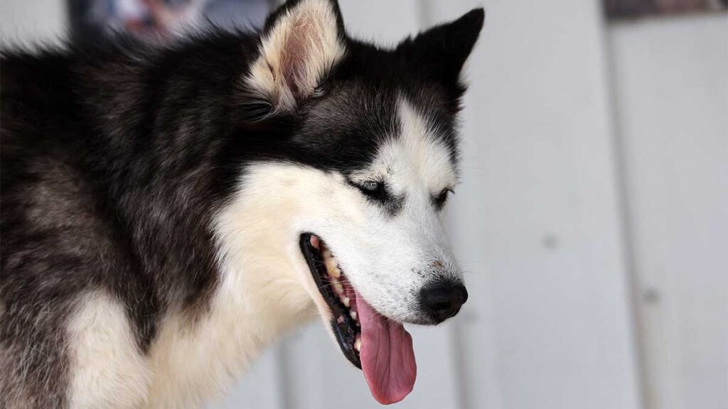 Se confirmó el fallecimiento de "Dallas", la perrita husky.