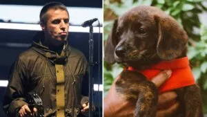 Buttons, la perrita rescatada por Liam Gallagher que apareció en concierto de Oasis: esta es su historia