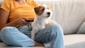 ¿Qué pasa con tu perrito cuando ve la televisión? Esto dice la ciencia