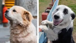 Perros positivos vs pesimistas: ¿cuáles detectan mejor las enfermedades?