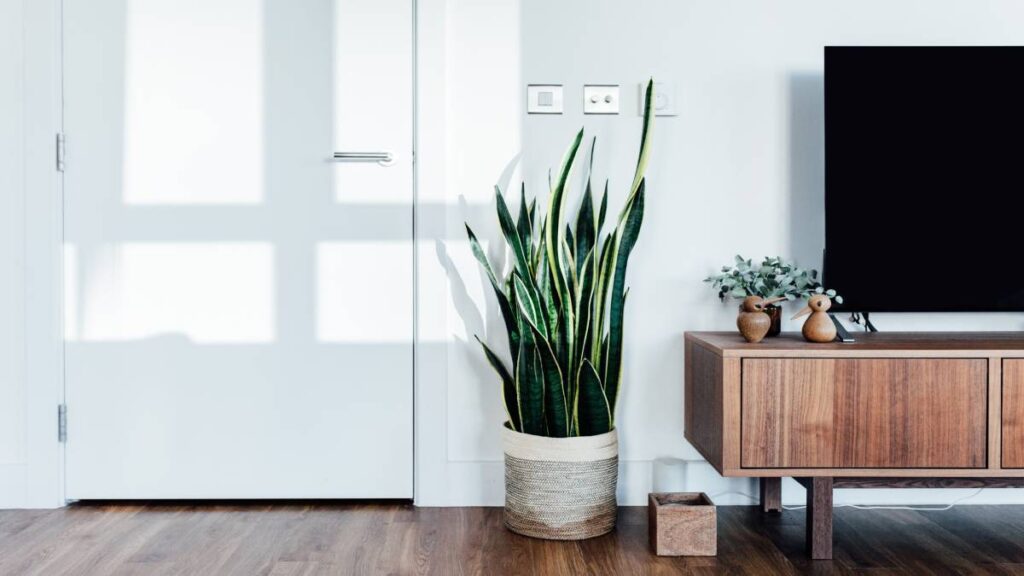 5 plantas para purificar el aire en casa