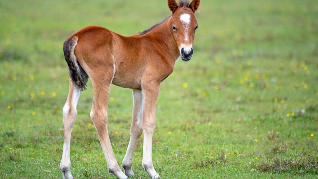 El potrillo estaba solo en la Sierra de Guadalupe en Ecatepec.