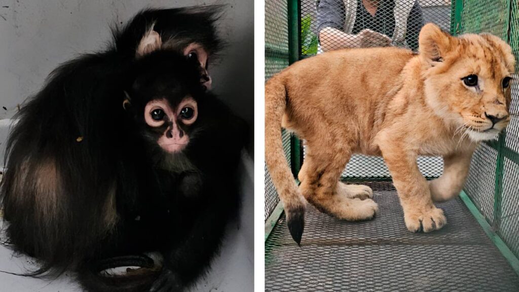 Profepa animales resguardados