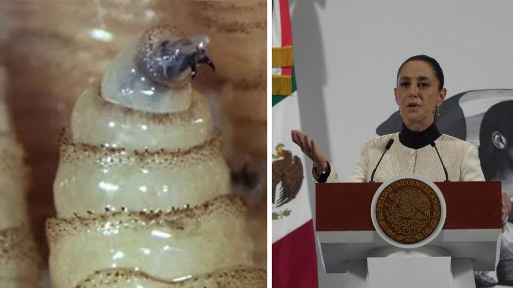 Sheinbaum pide reabrir la frontera. SADER/Cuartocuro