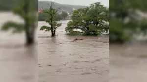 Confirman muerte de Alicia Torres; ya son dos los mexicanos fallecidos en inundaciones de Texas