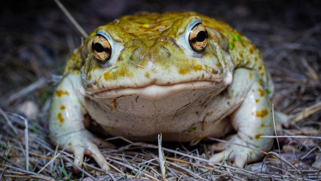 La triste realidad del sapo del desierto de Sonora, está en peligro por sus propiedades alucinógenas