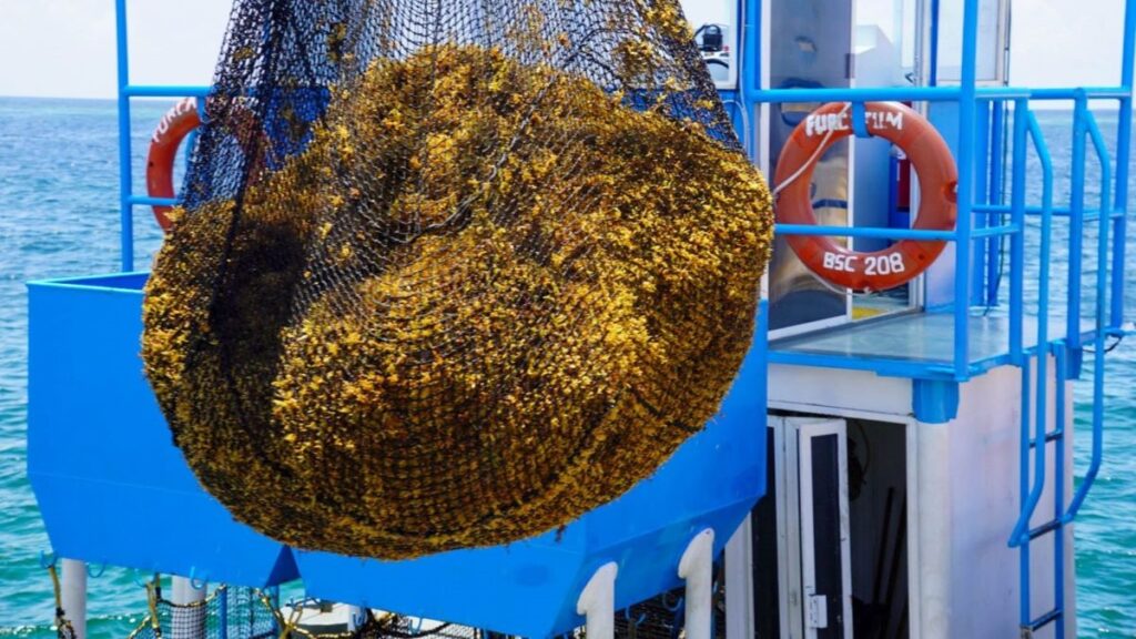 Marina recolecta 260 toneladas de sargazo en Mahahual y Xcalak; mantiene 2 km de barreras de contención en Quintana Roo