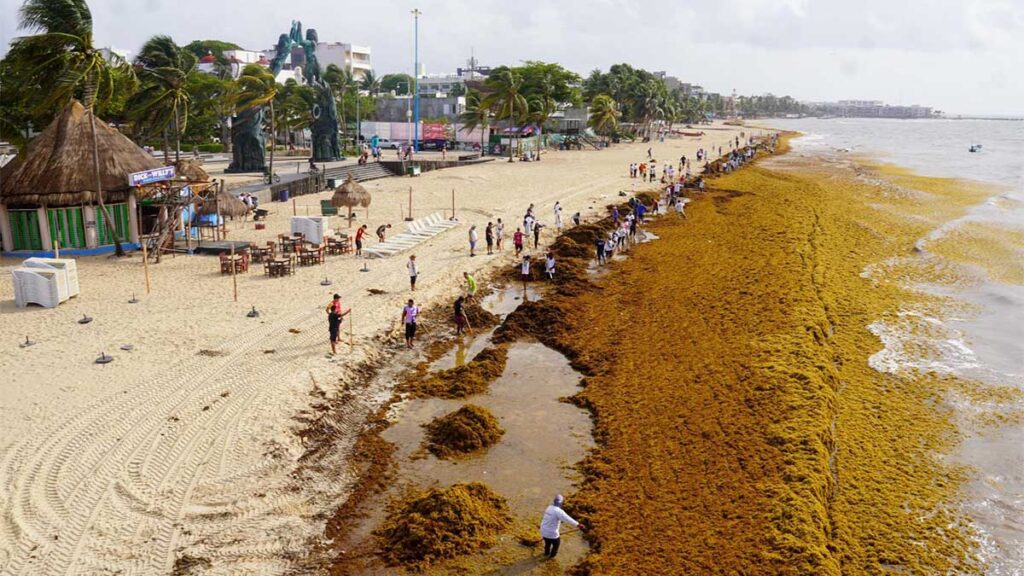 Combate al sargazo en Cancún.
