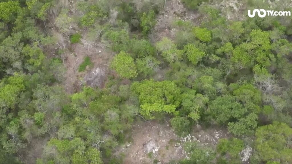 Tala en Yucatán pone en peligro a especies