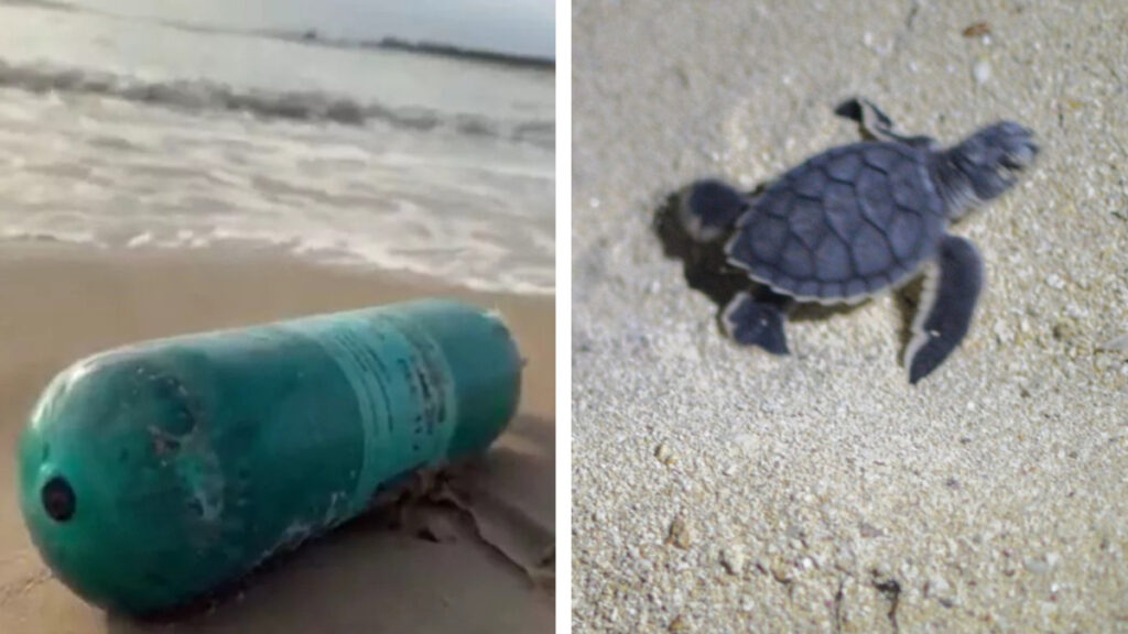 Tortugas y otras especies afectadas por el cohete Starship