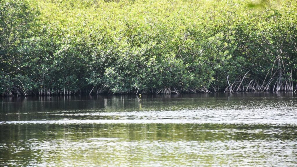 Yucatán destaca la importancia de la conservación de manglares