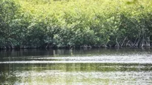 Comunidades de Yucatán reviven manglares destruidos por huracanes