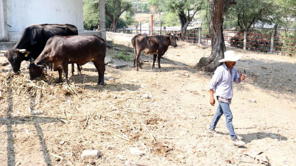 Yucatán presenta la Expo Pro Agro Innovación 2025