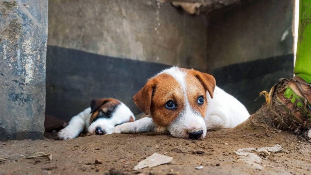 El abandono de perros deja huellas emocionales profundas, señala la UNAM