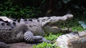 ¡Susto en Acapulco! Cocodrilo de 2 metros aparece en ciclopista