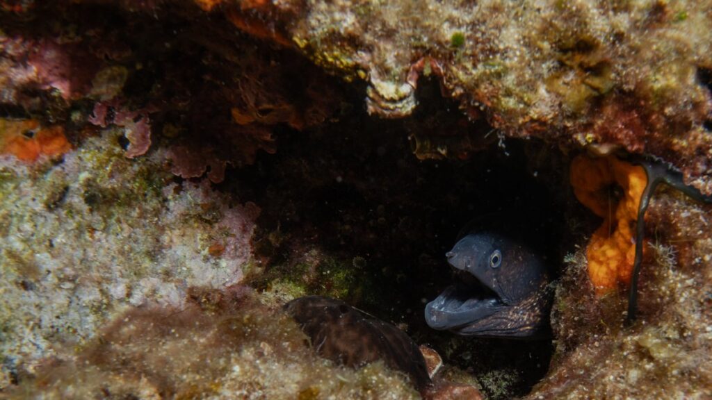 Captan a rara especie de anguila en Yucatán