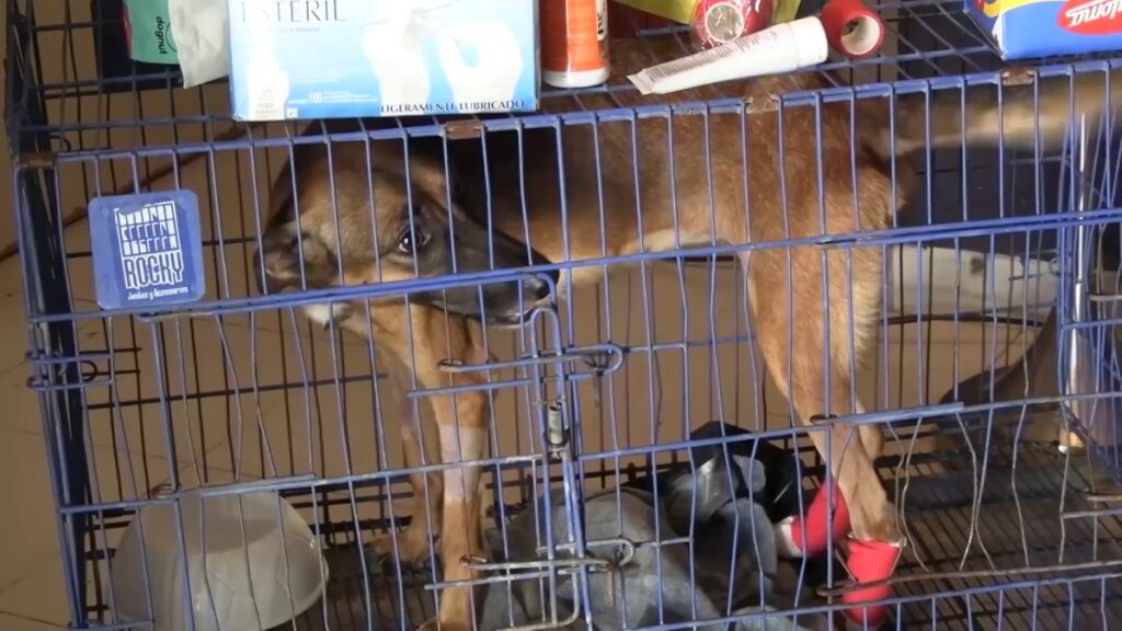 Con 4 casos, Yucatán alerta a dueños de mascotas por gusano barrenador