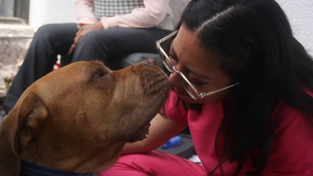 con-quien-se-queda-el-perro-congreso-de-cdmx-aprueba-reforma-de-custodia-compartida