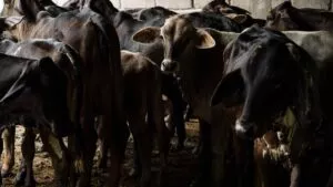 EE. UU. suspende exportaciones de ganado a México: no prevén desabasto