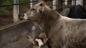 Gusano barrenador: Texas activa alerta estatal de desastre ante amenaza desde México