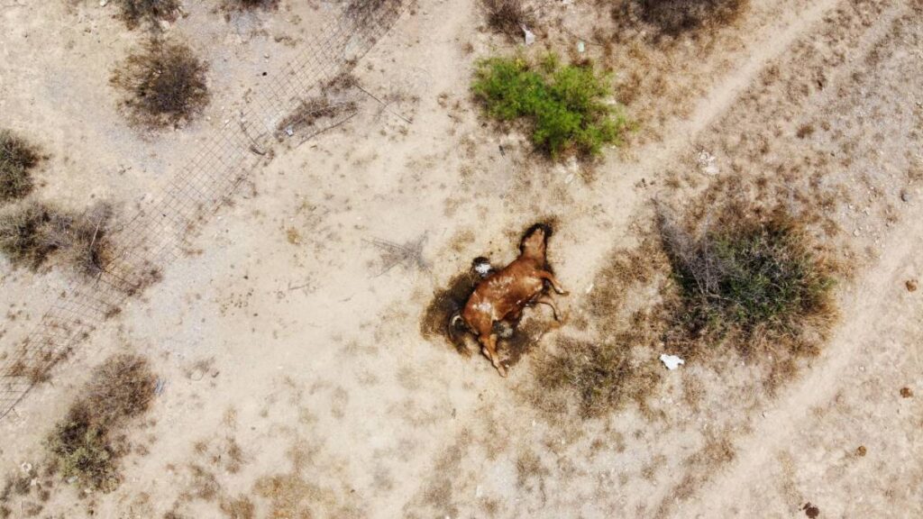 Sequía norte de México