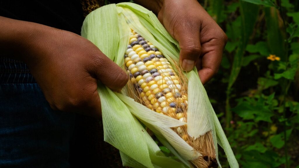 Gran Feria del Elote 2026