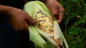 Gran Feria del Elote 2026 en Tláhuac: fechas, lugar y todos los detalles