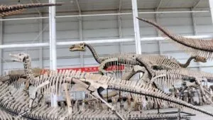Descubren fósil gigante de tiranosaurio en Zhucheng, la ciudad de los dinosaurios