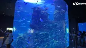 Gran Acuario Mazatlán: recorrido interactivo con tiburones, rayas y medusas