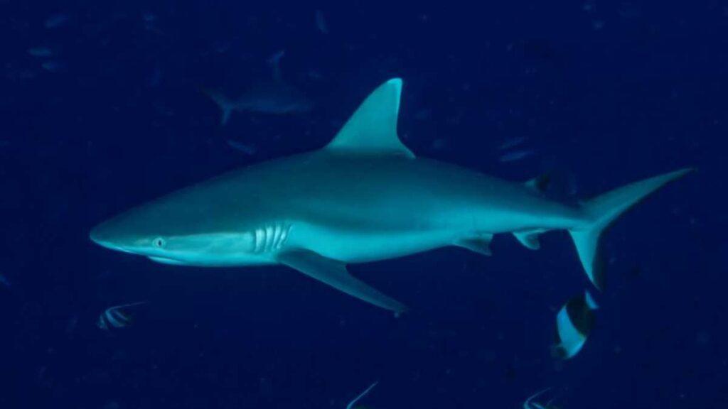 Hombre en Florida es mordido por un tiburón