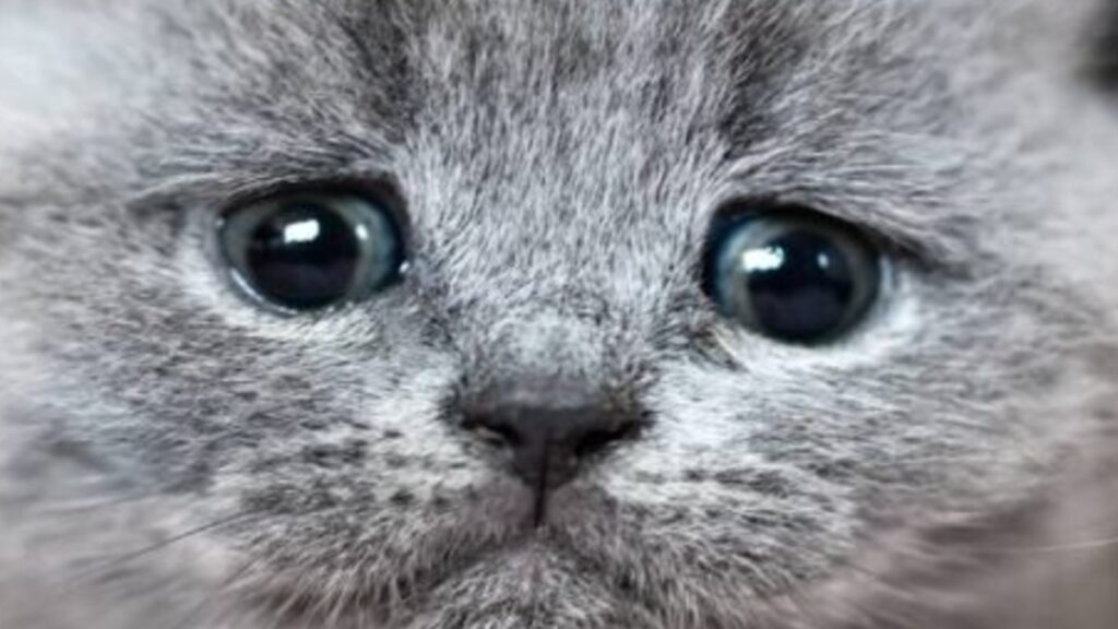 ¡Indignación en Guanajuato! Estudiantes de Criminología matan a gato con pirotecnia