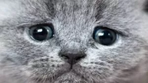 ¡Indignación en Guanajuato! Estudiantes de Criminología matan a gato con pirotecnia