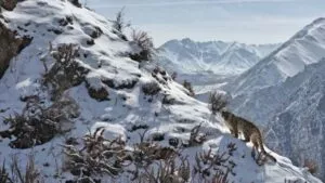 Captan al “fantasma de las montañas” en increíble imagen