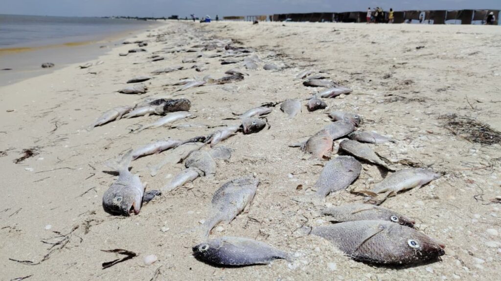 Marea Roja Yucatán