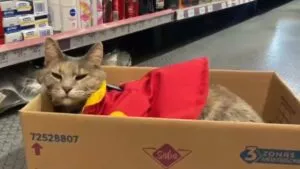 Minina, la michi cajera que conquista corazones en un Oxxo de Puebla