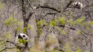 China protege a pandas y tigres con el mayor sistema de parques del mundo