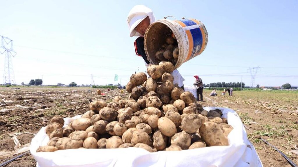 Origen de la papa se debe al tomate