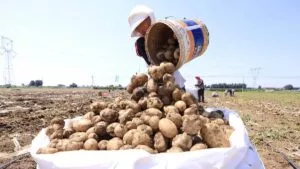 Científicos chinos descubren que el tomate es la “madre” de la papa