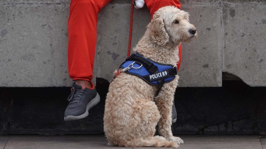 No dejaron viajar al perro de apoyo emocional.