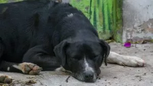 Nadie se salva: sujeto le roba juguete a perrito en la calle y fue captado en video