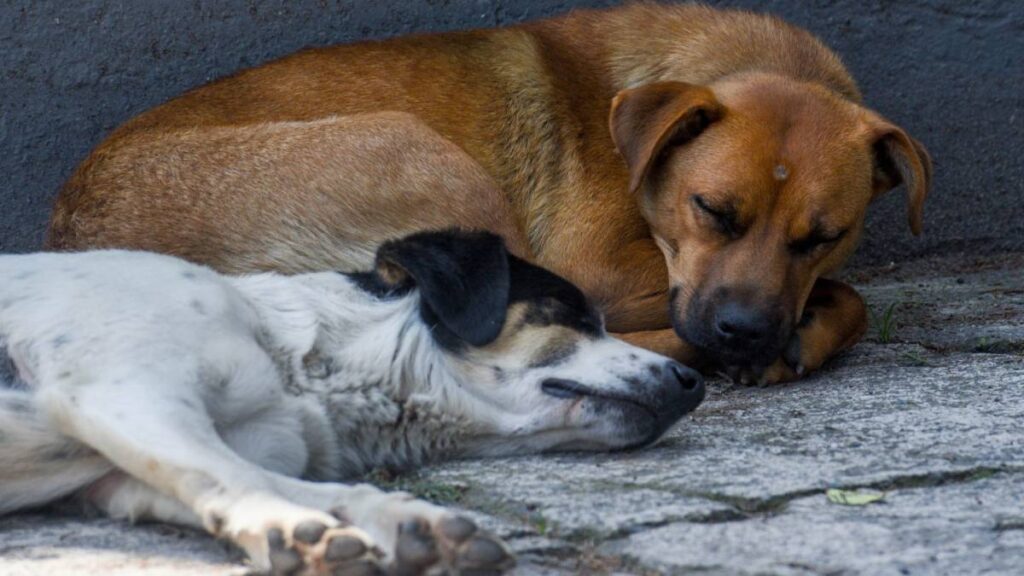 Se estudiaron 302 perros de Chernóbil con cambios