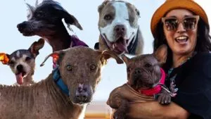 Ellos son los otros perros más feos del mundo