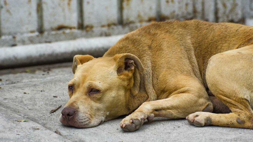 Los menores sacrificaron un perro y lo difundieron en redes.