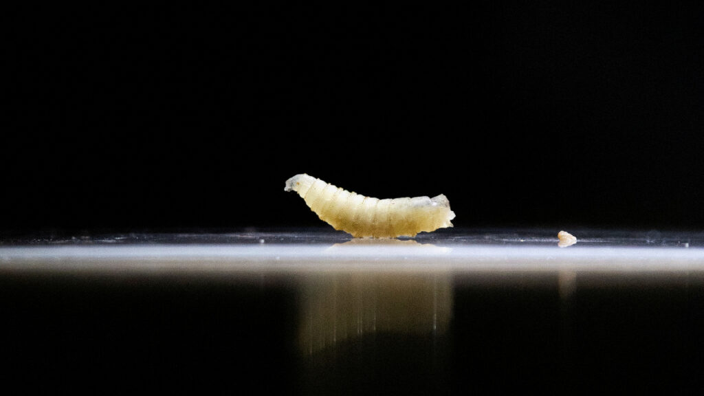 ¿Qué se sabe del primer caso de gusano barrenador en Maryland?