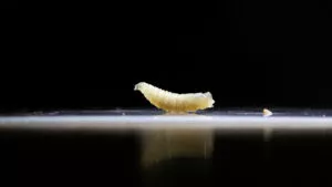 “Hay que dejar la política a un lado”: senadora pide unidad por el futuro de Nuevo León