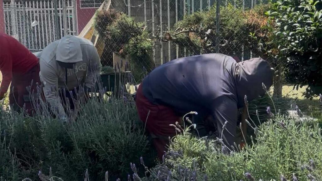 Trabajos para controlar la plaga de ratas.