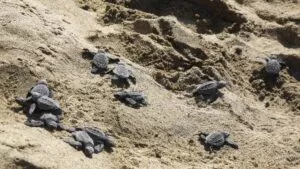 Registran cientos de nidos de tortuga lora en costas de Veracruz