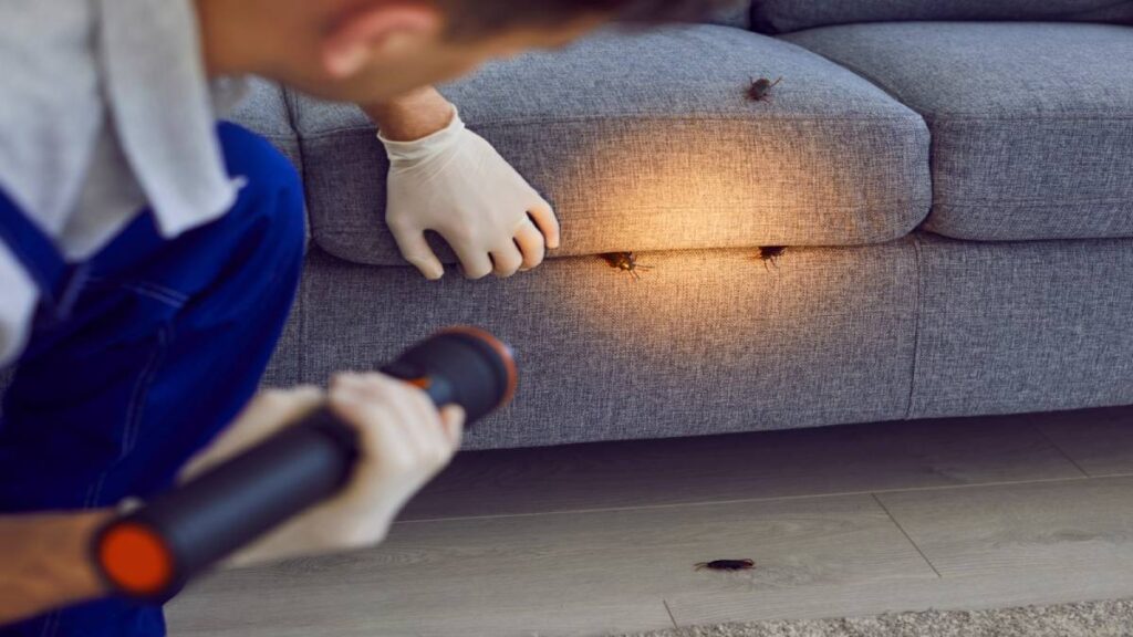 Trucos caseros para eliminar cucarachas en el hogar